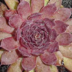 Sempervivum - Dachwurz - Hauswurz